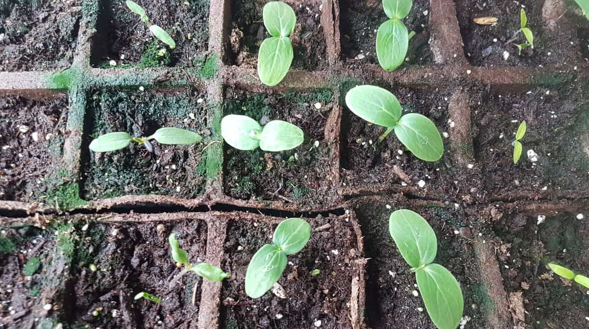 cucumber seedlings in a 32 cell jiffy pot strip