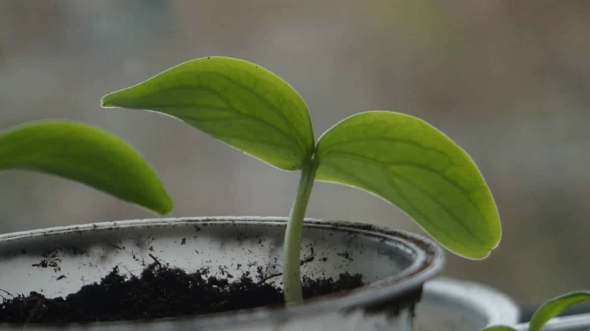 a cucumber seedling with its first set of leaves