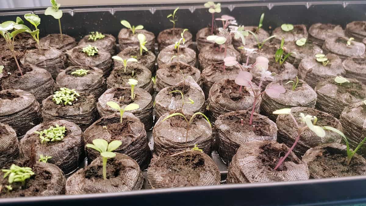 close up of seedlings sprouting in peat plugs