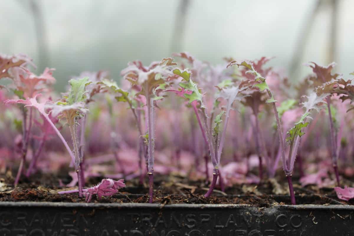 side view of kale seedlings in a seed starting tray under grow lights