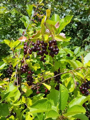 wild mature chokecherries on a chokecherry tree