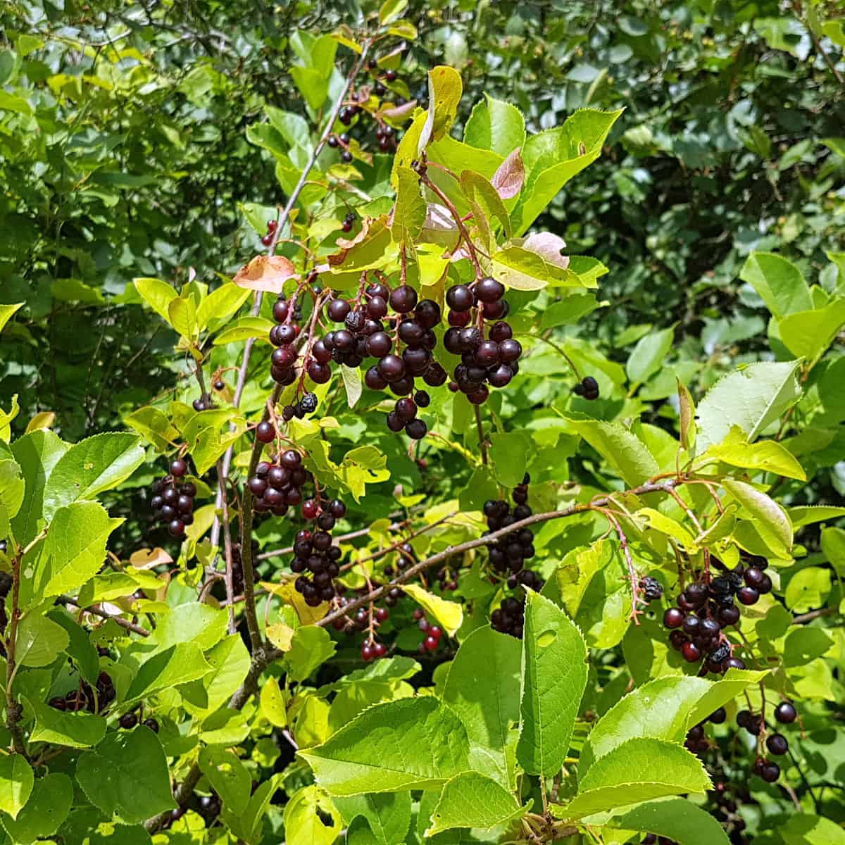 Chokecherry