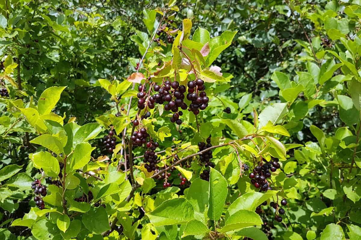 wild chokecherries, fully ripe in the sunshine