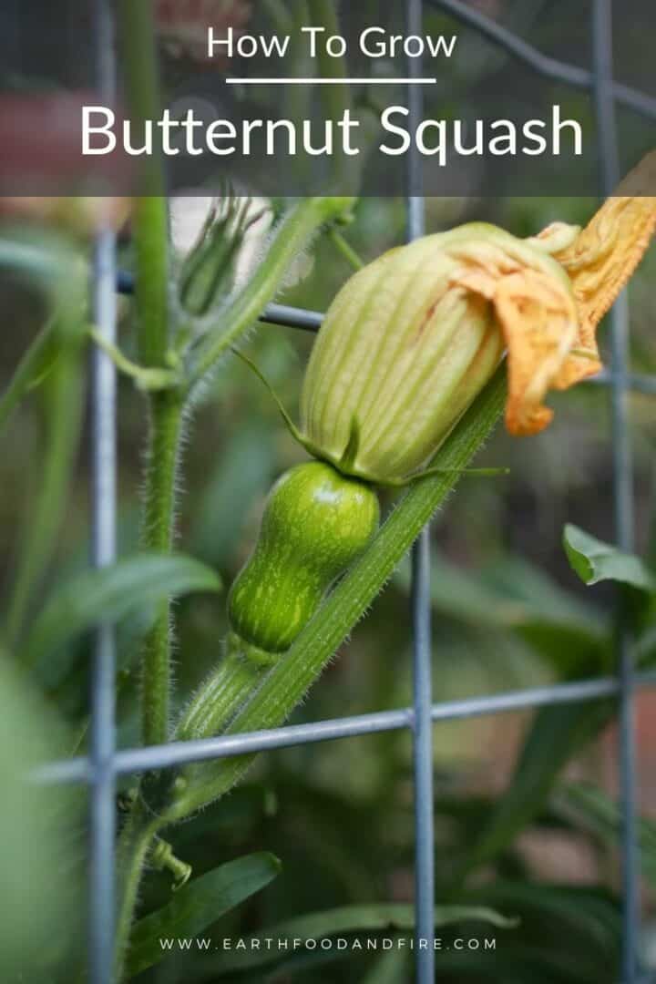 A baby butternut squash on vine growing up a trellis. Image is overlaid with the banner 