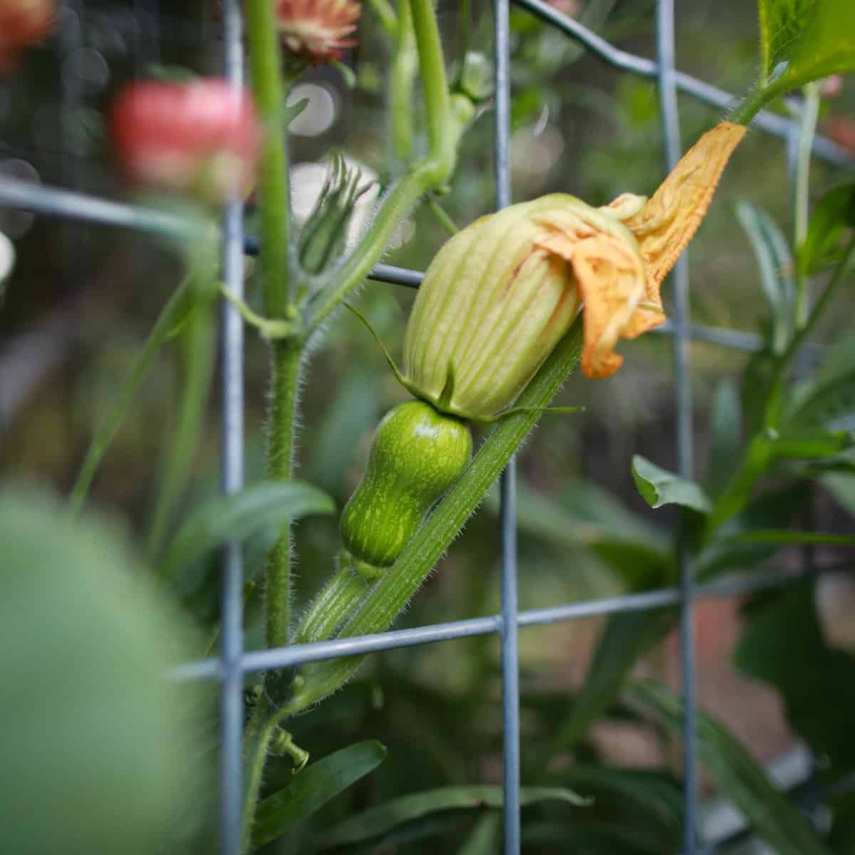 A baby butternut squash on the vine, growing up a trellis.