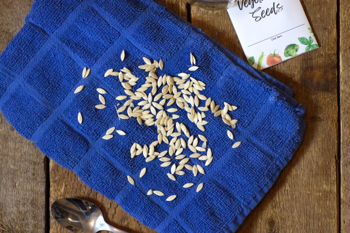 Cucumber seeds drying on a blue linen cloth on a wood board background and a seed envelope of to the side.