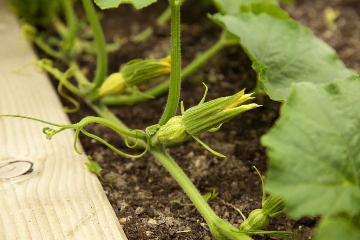 a female butternut squash flower on the fine with a small butternut squash beginning to form.