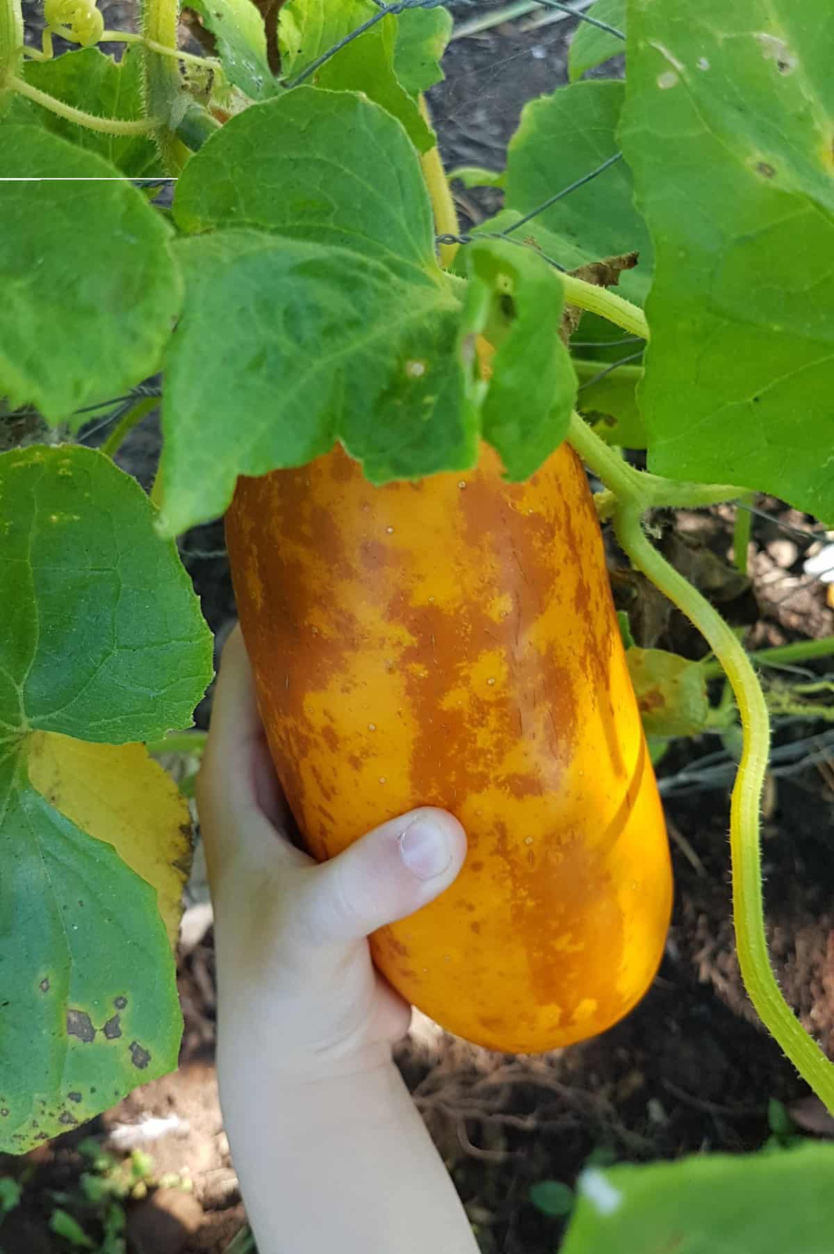 A hand harvesting a mature, yellow pickling cucumber from a cucumber plant in the garden.