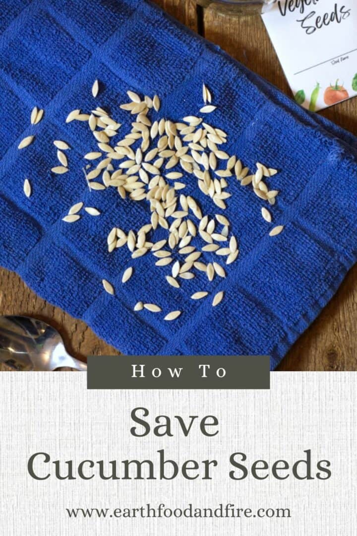 A Pinterest pin image of cucumber seeds drying on a blue linen cloth.