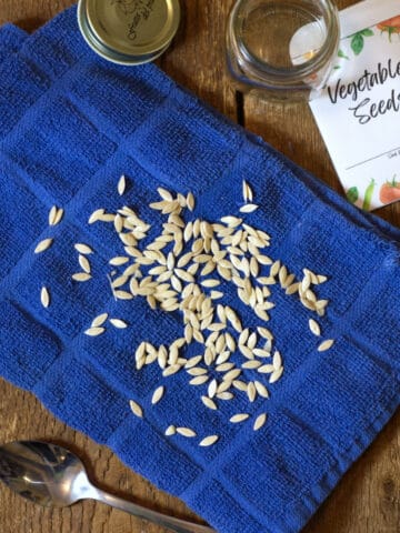 Cucumber seeds that are being saved, drying on a blue linen kitchen cloth.
