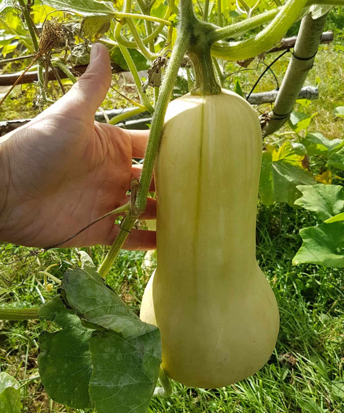 An unripe butternut squash hanging on a trellis in an outdoor garden setting.