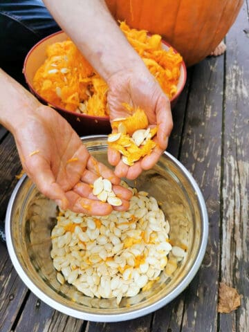 Scooping pumpkin seeds from a fresh pumpkin with bare hands.