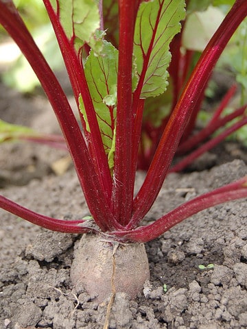 A square image of a beetroot plant growing in the dirt in a garden.