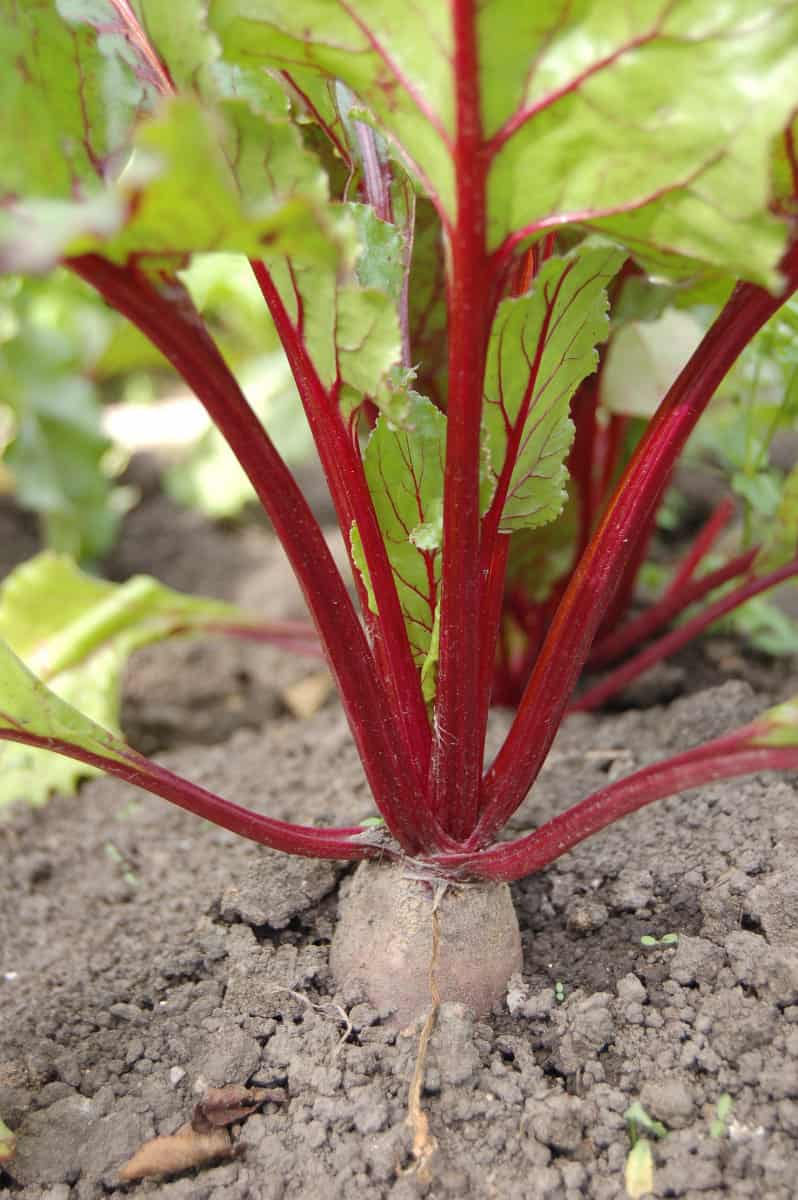 A vertical image of a beetroot plant growing in the dirt in a garden.