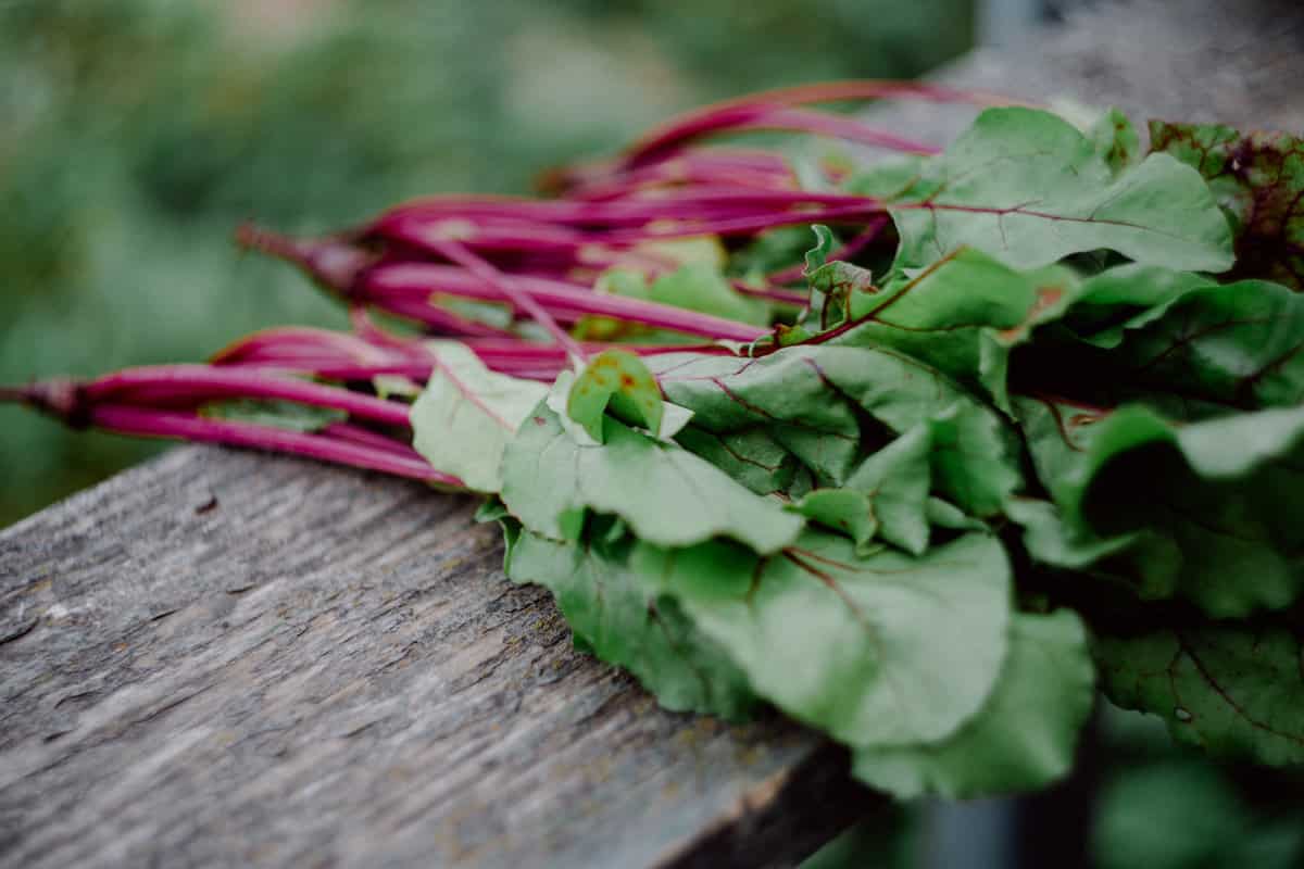 Freshly harvested beet leaves on a wooden railing.