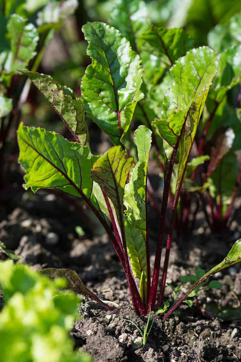 A vertical, closeup picture of the leaves of a young beet plant in the garden.