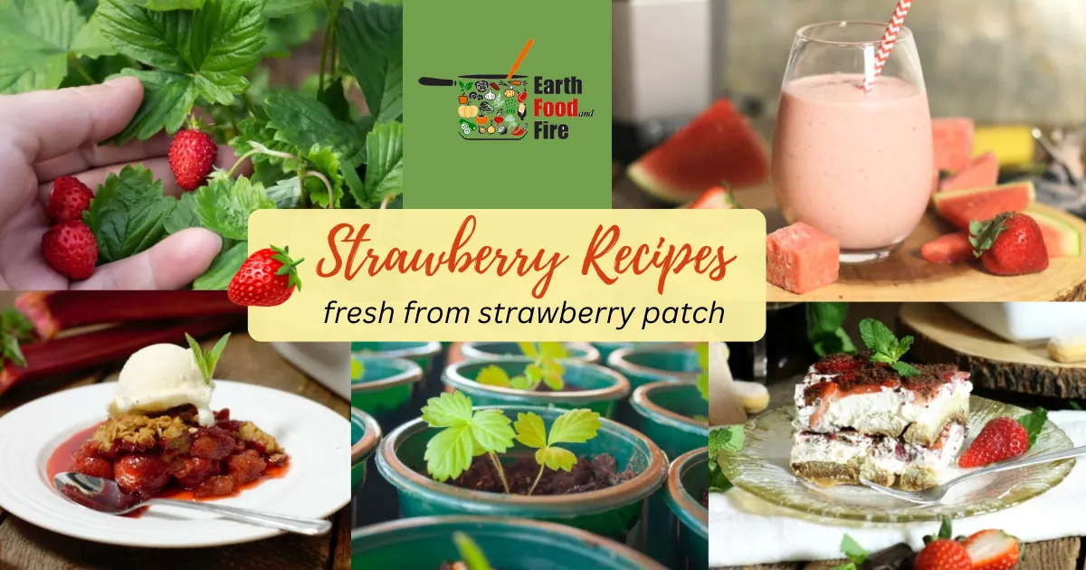 Strawberry Recipes - Strawberry Rhubarb Crumble, Strawberry Tiramisu, Strawberry Watermelon Smoothie, Grow Strawberries At Home in pots