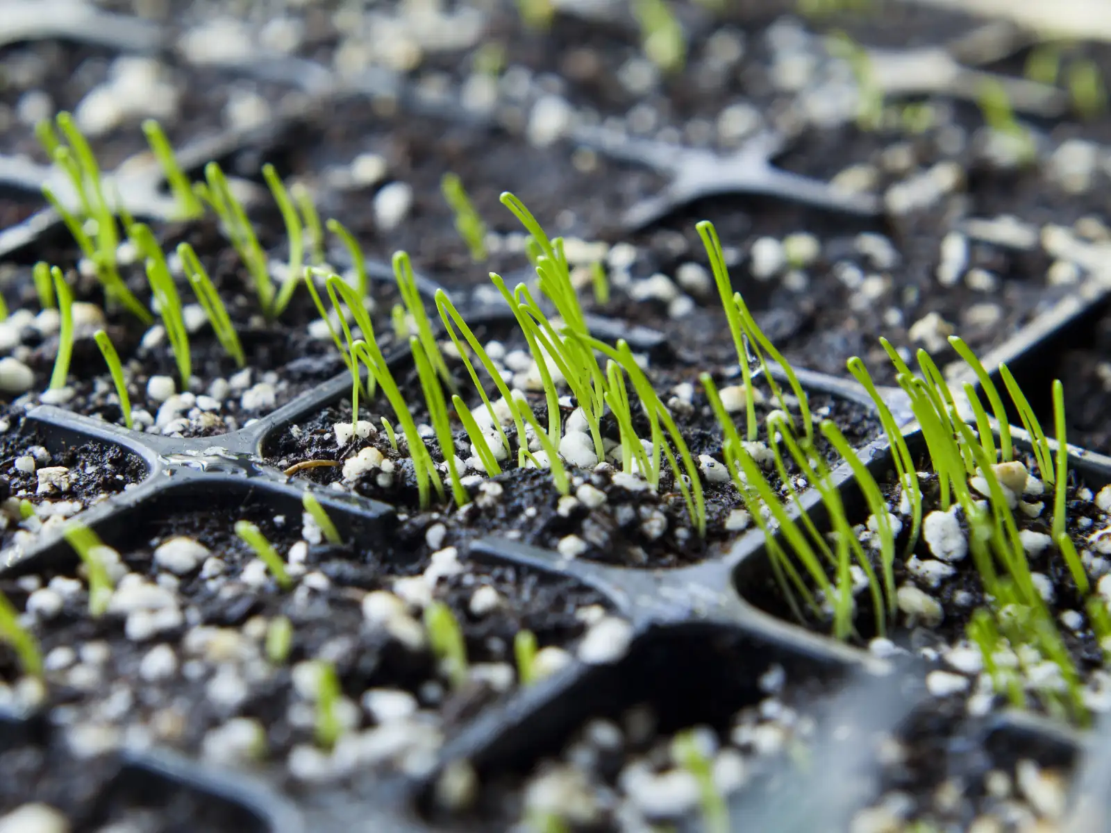 Freshly sprouted chive seedlings in multitray