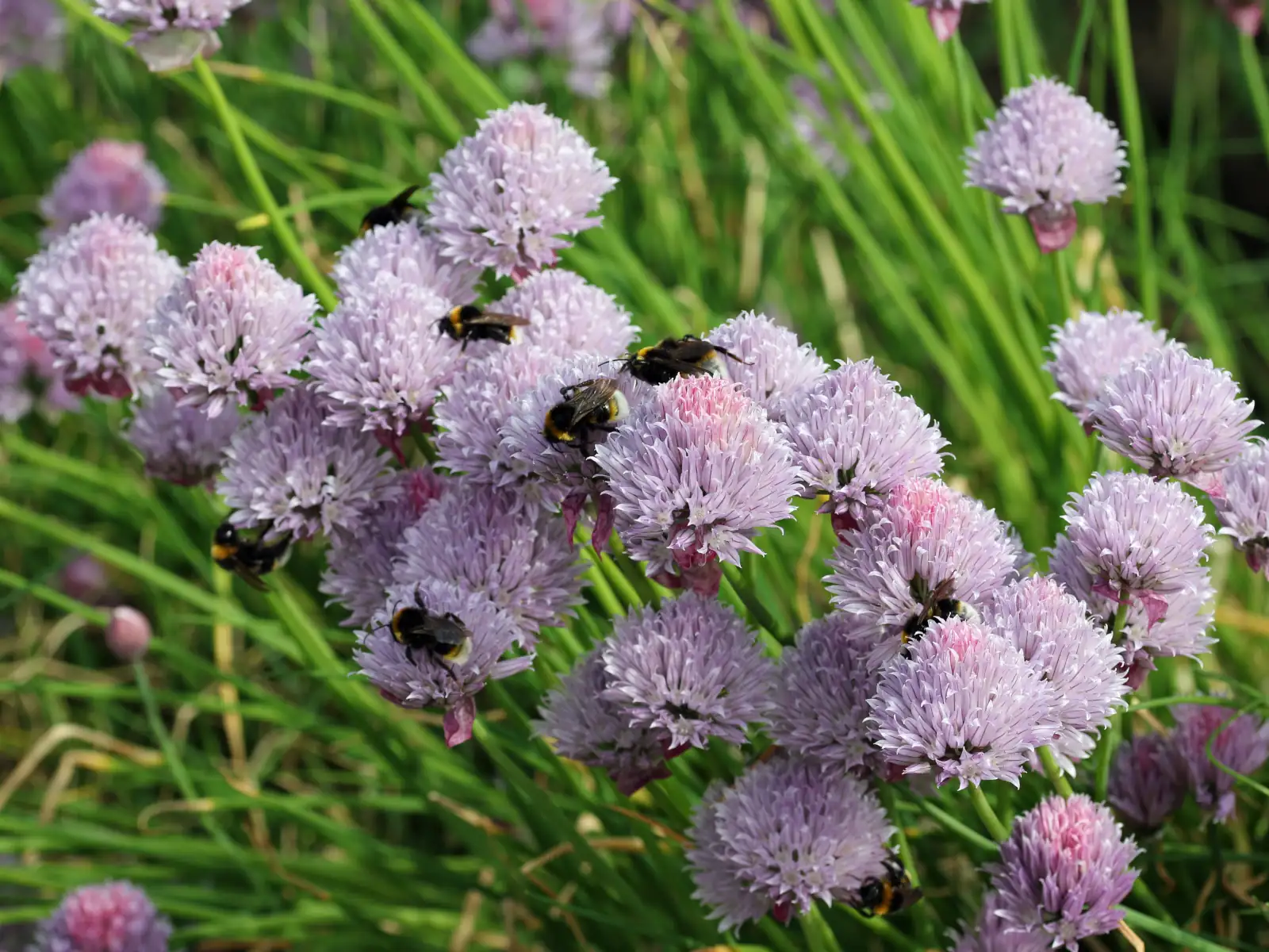 Purple flowering chives with bees
