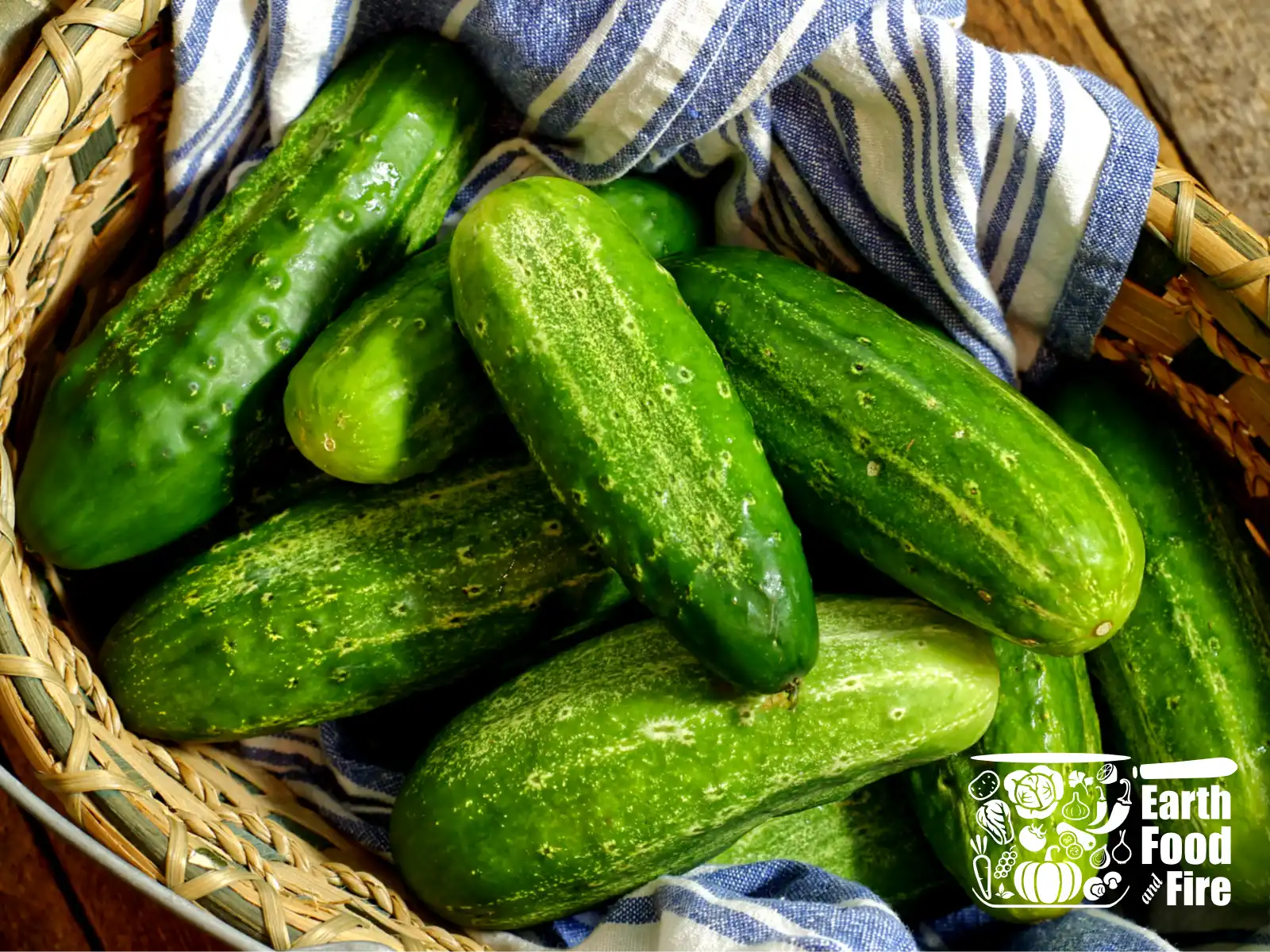 Homegrown field cucumbers in a wicker woven basket