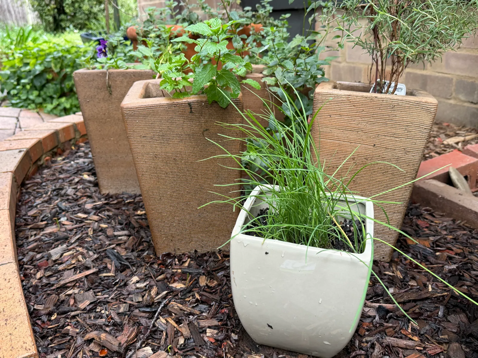 Several pots with chives and other herbs - How To Grow Chives