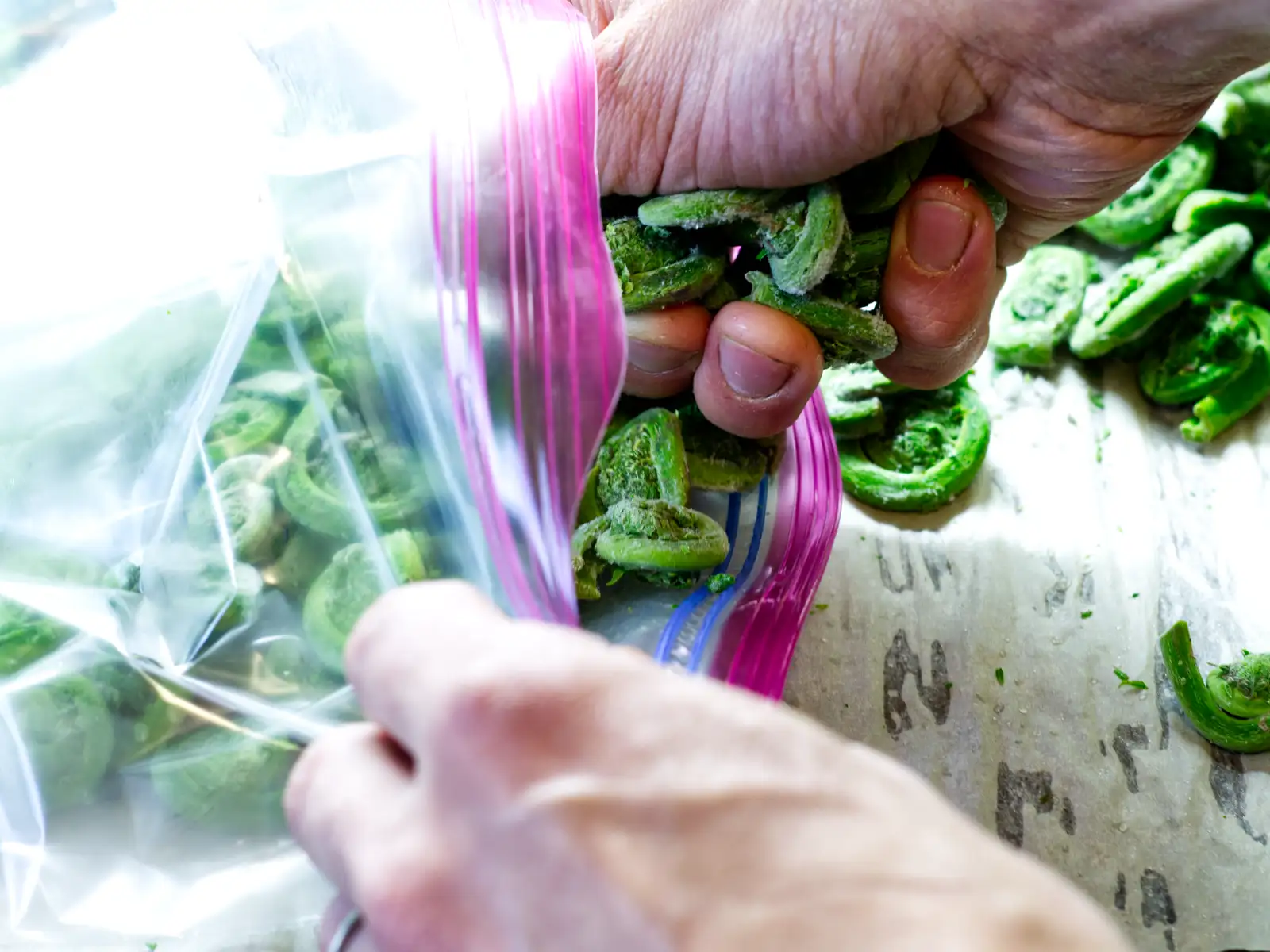 Repacking individually frozen fiddleheads in to a Ziploc bag