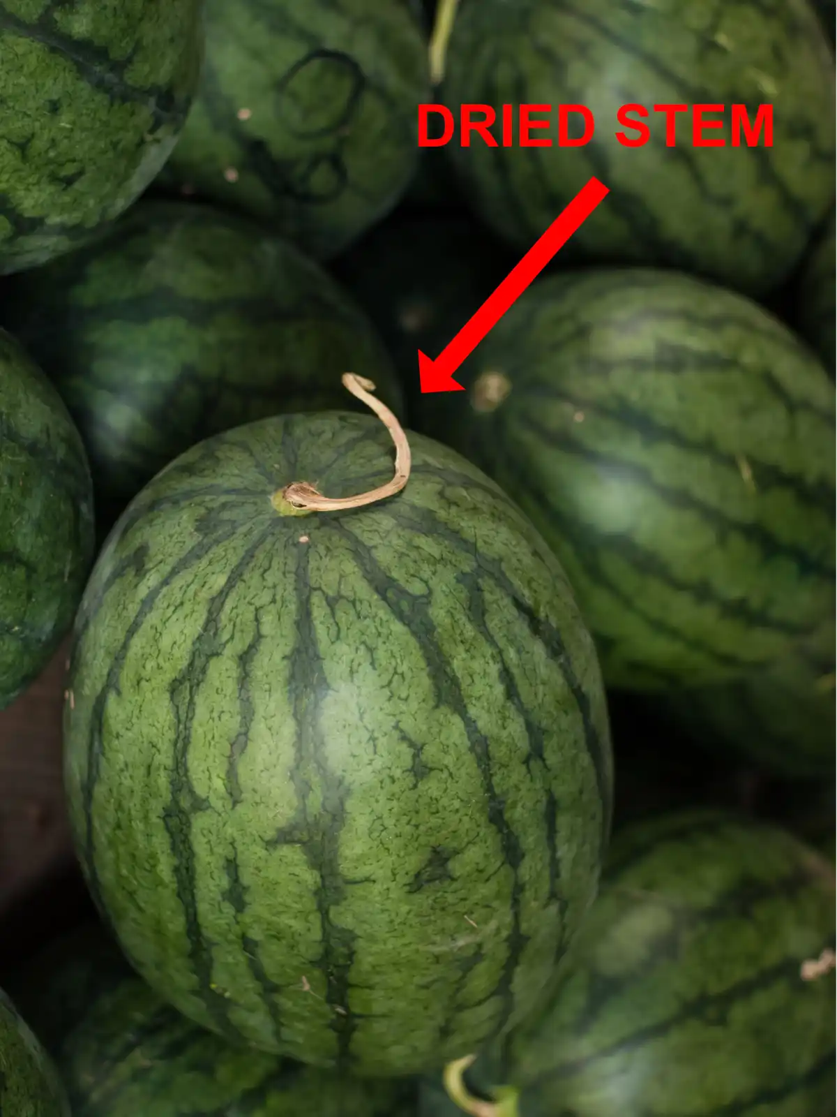 Watermelon with a dried out stem - a sign of the watermelon ripening on the vine in the field