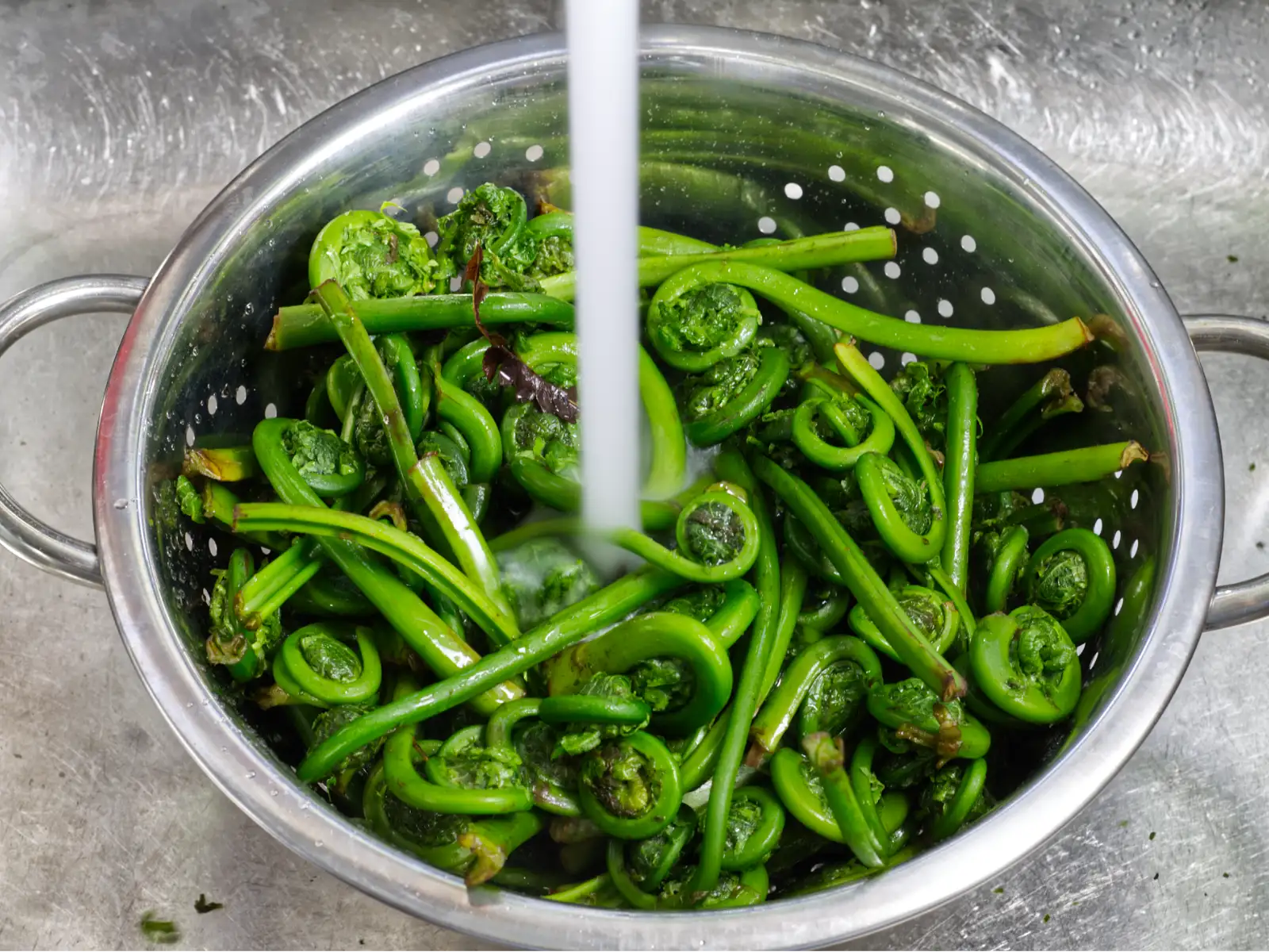 Washing fiddleheads