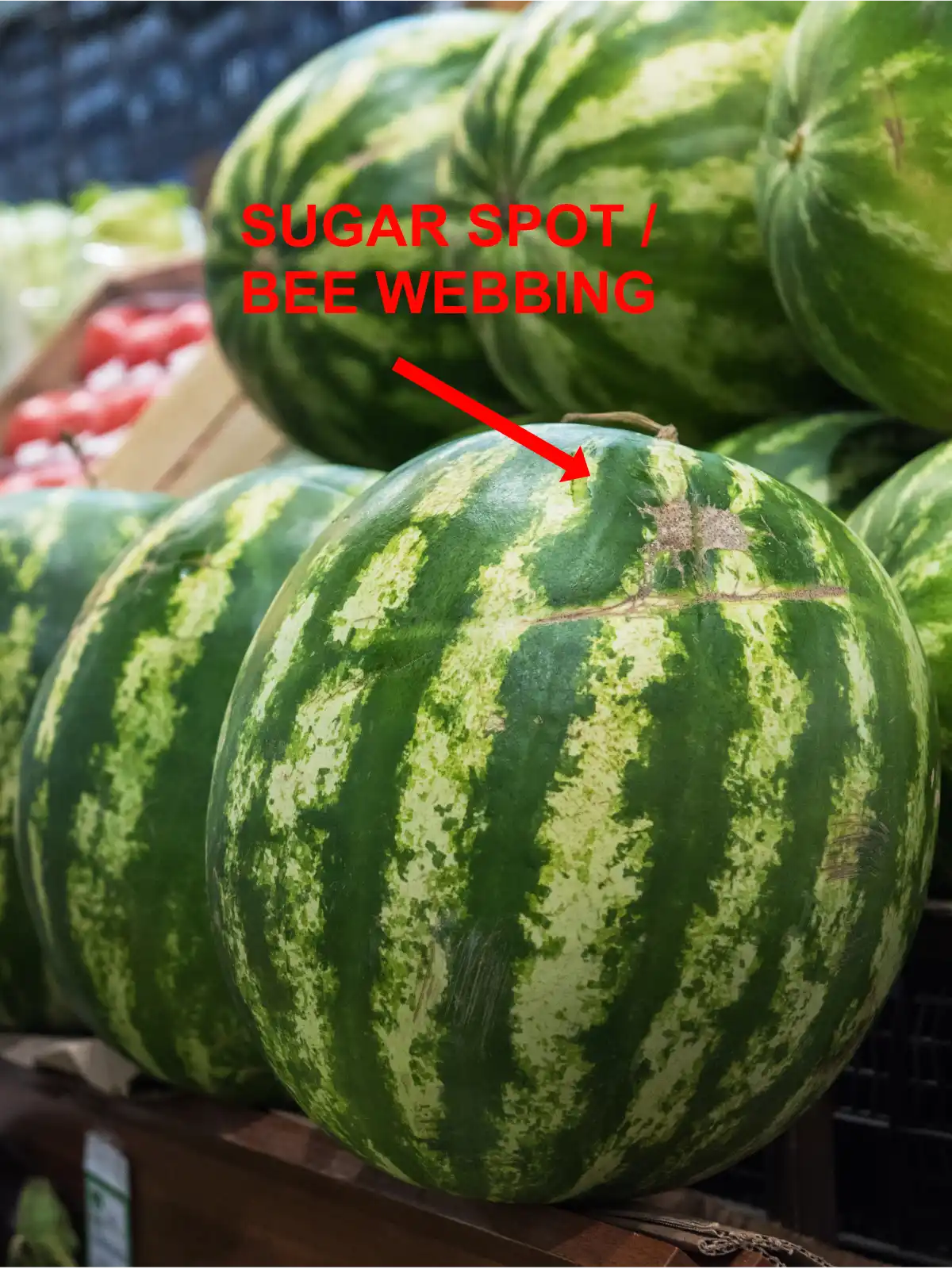 Sugar spot, or bee webbing/pollination scars on the watermelon
