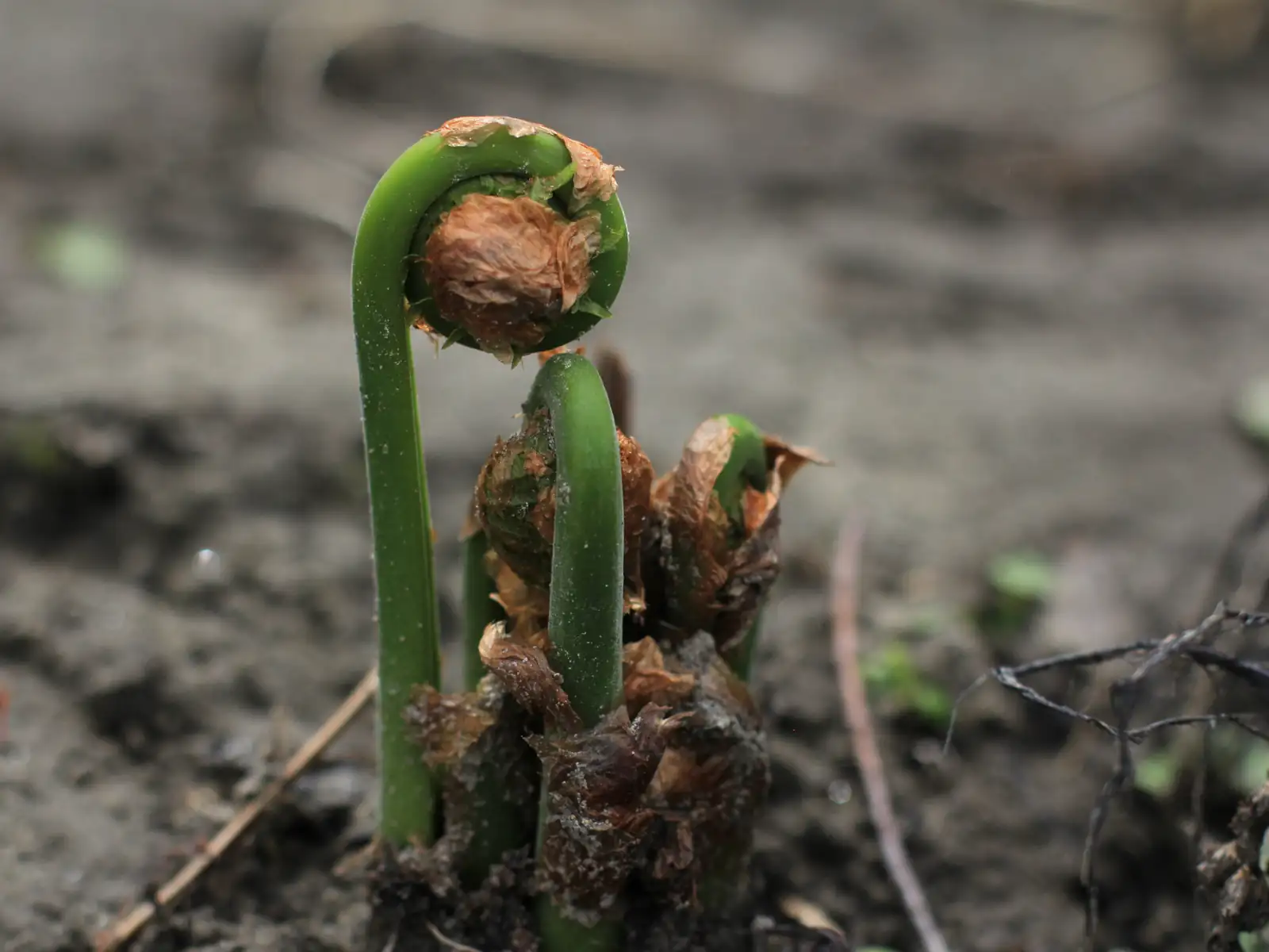 Frest young fiddleheads growing in the wild
